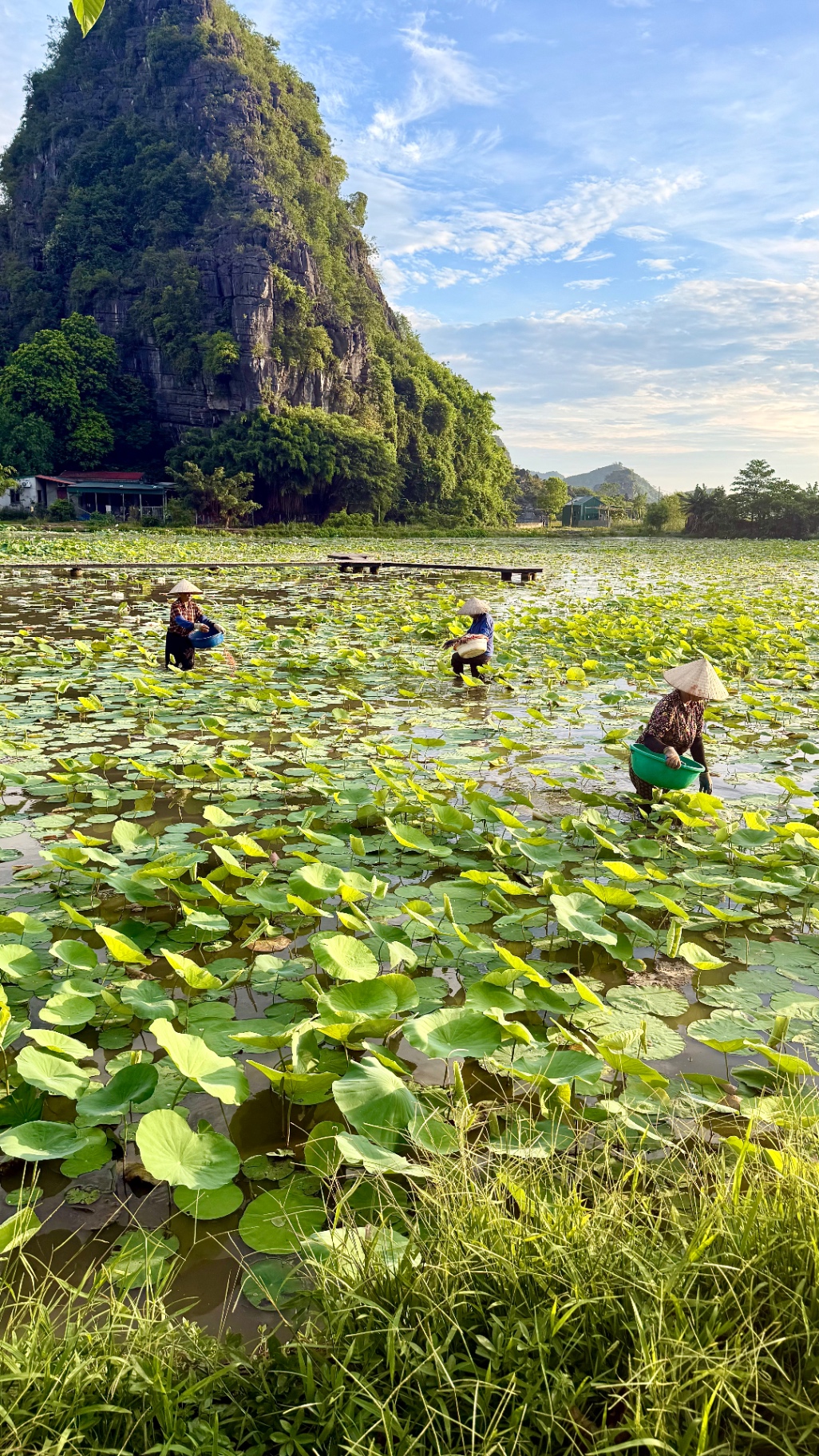 Lavoratori in un campo di ninfee in Vietnam