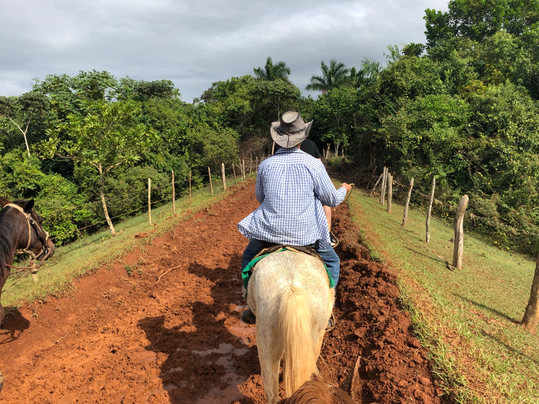 Cavallo lungo un sentiero fangoso a Viñales, Cuba